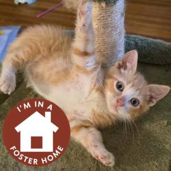 Colby -  Domestic Short Hair Cat for Adoption in Janesville, Wisconsin - Colby | PetCurious