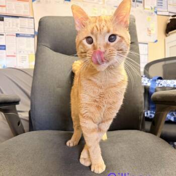 Gilligan -  Domestic Short Hair Cat for Adoption in Buffalo, Minnesota - Gilligan | PetCurious