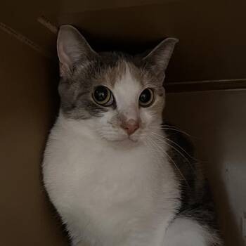 Domestic Short Hair Cats Available for Adoption in Madisonville, Kentucky - Bella | PetCurious