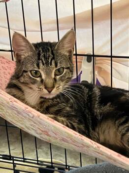 Domestic Short Hair Cats Available for Adoption - Marybeth | PetCurious