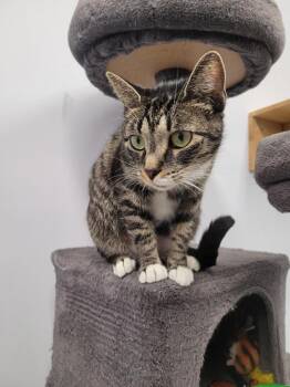 Domestic Short Hair Cats Available for Adoption in Angola, Indiana - Nova | PetCurious