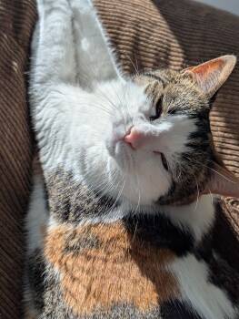 Peony -  Domestic Short Hair Cat for Adoption in Toronto, Ontario - Peony | PetCurious