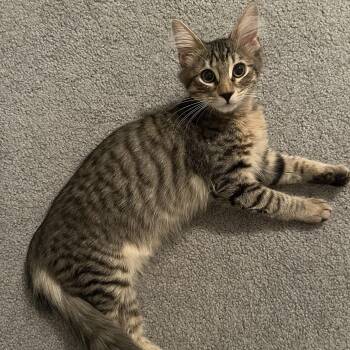 Brendan -  Domestic Medium Hair Cat for Adoption in Richmond, Virginia - Brendan | PetCurious