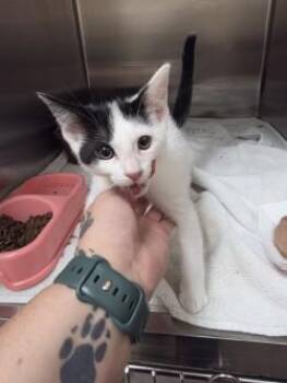 Skittles -  Domestic Short Hair Cat for Adoption in Farmers Branch, Texas - Skittles | PetCurious