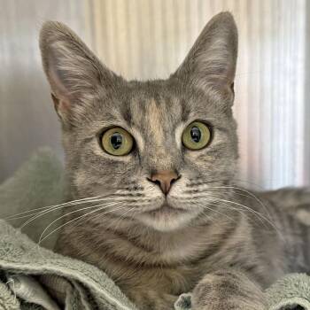 Cleo -  Domestic Short Hair Cat Available for Adoption in Falmouth, Massachusetts - Cleo | PetCurious