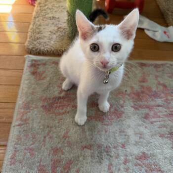 Volt (bonded to Amp) -  Domestic Short Hair Cat for Adoption in Columbia, Maryland - Volt (bonded To Amp) | PetCurious