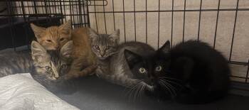 Wendy -  Domestic Short Hair Cat for Adoption in Alafaya, Florida - Wendy | PetCurious