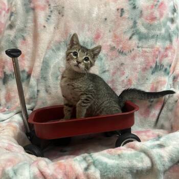 Rex -  Domestic Short Hair Cat for Adoption in Columbia, Missouri - Rex | PetCurious