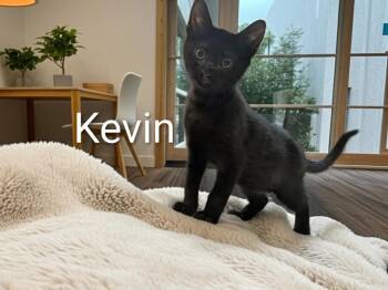 Kevin -  Domestic Short Hair Cat for Adoption in Jim Thorpe, Pennsylvania - Kevin | PetCurious