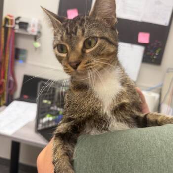 Nirei -  Domestic Short Hair Cat for Adoption in Columbiana, Alabama - Nirei | PetCurious
