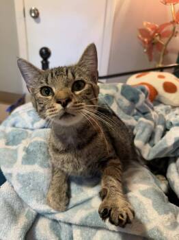 Rescue Domestic Short Hair Cats for Adoption in Greenville, South Carolina - Birdie SJ | PetCurious