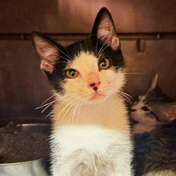 Journey -  Domestic Medium Hair Cat for Adoption in Durant, Oklahoma - Journey | PetCurious