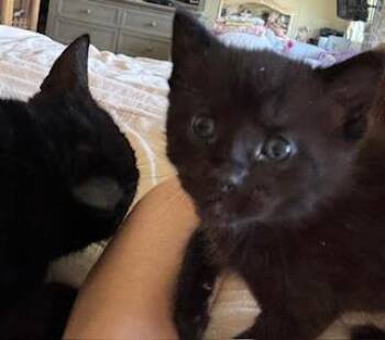 Bebe -  Domestic Short Hair Cat for Adoption in North Richland Hills, Texas - Bebe | PetCurious