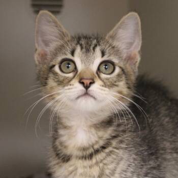 Cranberry -  Domestic Short Hair Cat Available for Adoption in Champaign, Illinois - Cranberry | PetCurious