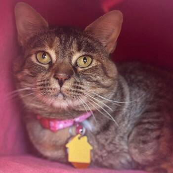 Penne -  Domestic Short Hair Cat for Adoption in Port Washington, New York - Penne | PetCurious