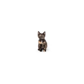 Guacamole -  Domestic Short Hair Cat for Adoption in Los Angeles, California - Guacamole | PetCurious