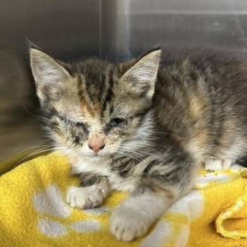 Hopper -  Domestic Short Hair Cat for Adoption in Indianapolis, Indiana - Hopper | PetCurious