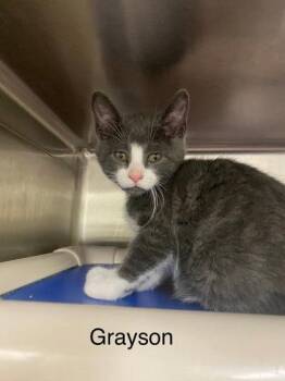 Grayson -  Domestic Short Hair Cat for Adoption in Hobart, Indiana - Grayson | PetCurious