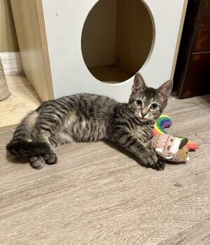 Andy -  Domestic Short Hair Cat for Adoption in Longwood, Florida - Andy | PetCurious
