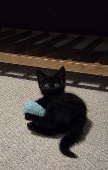 Domestic Short Hair Cats Available for Adoption in Salisbury, North Carolina - Merryweather | PetCurious