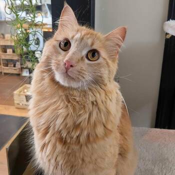 Domestic Medium Hair Cats Available for Adoption in O