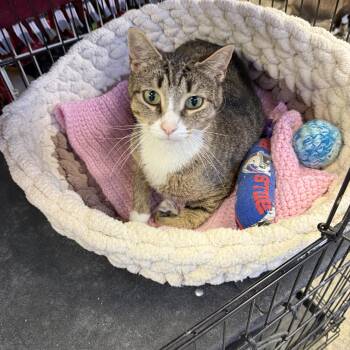 Lorraine -  Domestic Short Hair Cat for Adoption in Hamburg, New York - Lorraine | PetCurious