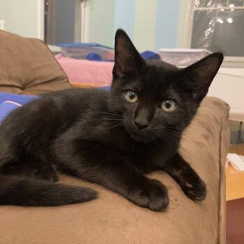 CHANTARELLA -  Domestic Short Hair Cat for Adoption in East Greenwich, Rhode Island - CHANTARELLA | PetCurious