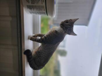 Rescue Domestic Short Hair Cats for Adoption in Fertile, Minnesota - Toil | PetCurious