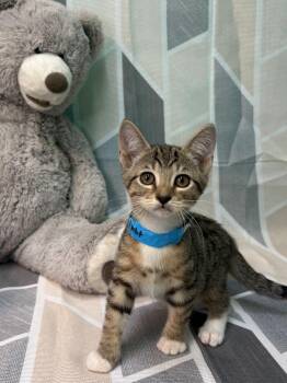 261234  Mars -  Domestic Short Hair Cat for Adoption in Wetumpka, Alabama - 261234  Mars | PetCurious