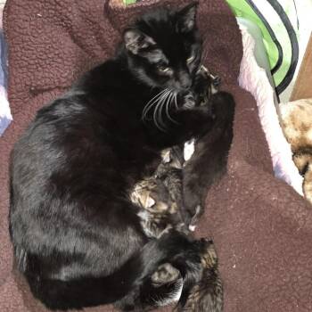 Domestic Short Hair Cats Available for Adoption - Raven C10421 | PetCurious