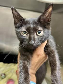 Scout -  Domestic Short Hair Cat for Adoption in Wichita, Kansas - Scout | PetCurious