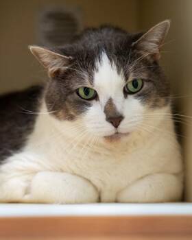 Big Mac -  Domestic Short Hair Cat for Adoption in Pequot Lakes, Minnesota - Big Mac | PetCurious