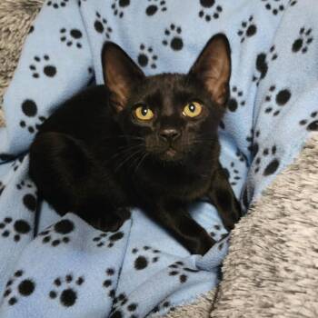 SPOOKY -  Domestic Short Hair Cat for Adoption in Graham, Washington - SPOOKY | PetCurious