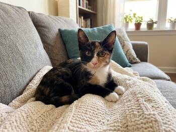 Sabrina -  Domestic Short Hair Cat for Adoption in St. Augustine, Florida - Sabrina | PetCurious