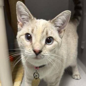 Oyster -  Domestic Short Hair Cat for Adoption in Lansing, Michigan - Oyster | PetCurious