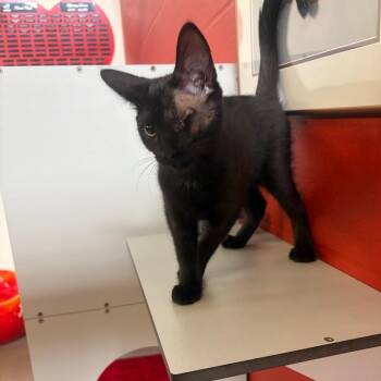 Raya -  Domestic Short Hair Cat for Adoption in Sarasota, Florida - Raya | PetCurious
