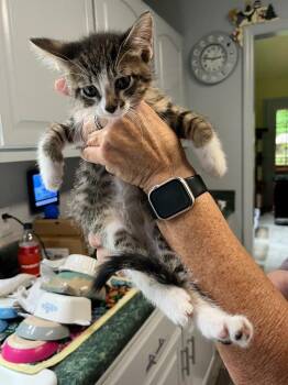 Duke Earl -  Domestic Short Hair Cat for Adoption in Rossville, Georgia - Duke Earl | PetCurious