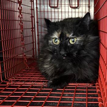 Domestic Long Hair Cats Available for Adoption in Birmingham, Alabama - Tulip | PetCurious