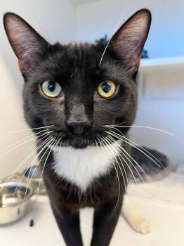 Milo (ID 45392) -  Domestic Short Hair Cat for Adoption in Manassas, Virginia - Milo (ID 45392) | PetCurious