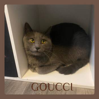 Russian Blue and Tabby Cats Available for Adoption in Lawton, Oklahoma - GOUCCI | PetCurious