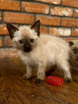 Gaga -  Siamese Cat for Adoption in Kennewick, Washington - Gaga | PetCurious