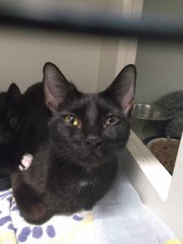 Mary Shelley -  Domestic Short Hair Cat for Adoption in Palm Coast, Florida - Mary Shelley | PetCurious
