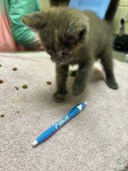 Nova -  Domestic Short Hair Cat for Adoption in Westland, Michigan - Nova | PetCurious