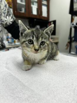 Honey Comb -  Domestic Short Hair Cat for Adoption in Chambersburg, Pennsylvania - Honey Comb | PetCurious
