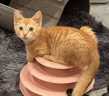 Naranja -  Domestic Short Hair Cat for Adoption in Frisco, Texas - Naranja | PetCurious