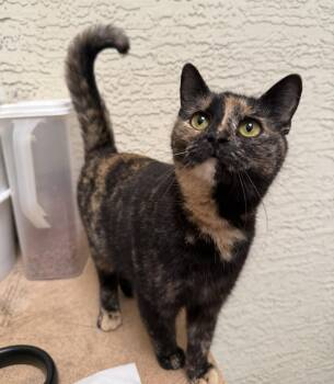 Athena Madison -  Domestic Short Hair and Tortoiseshell Cat for Adoption in Chandler, Arizona - Athena Madison | PetCurious