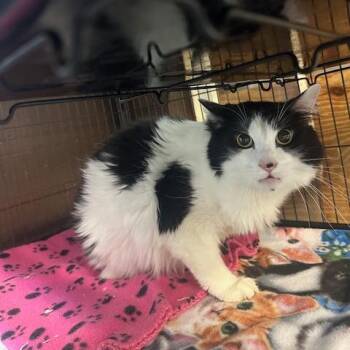 George -  Domestic Medium Hair Cat Available for Adoption in Enterprise, Alabama - George | PetCurious