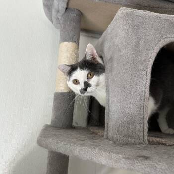 Dot -  Domestic Short Hair Cat for Adoption in El Cajon, California - Dot | PetCurious