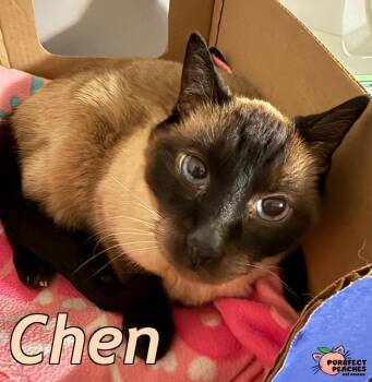 Chen -  Siamese and Domestic Short Hair Cat for Adoption in Douglasville, Georgia - Chen | PetCurious
