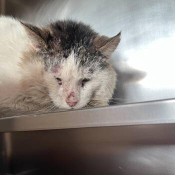 Domestic Short Hair Cats Available for Adoption - Holyfield | PetCurious